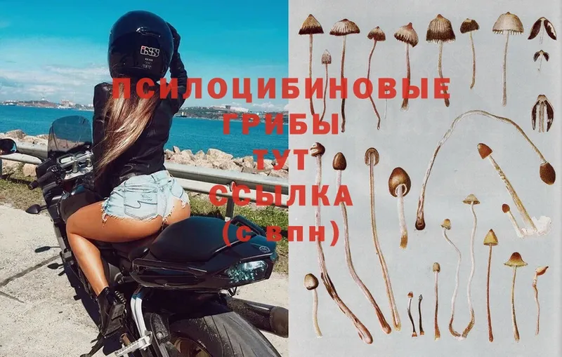 Галлюциногенные грибы Magic Shrooms Белогорск